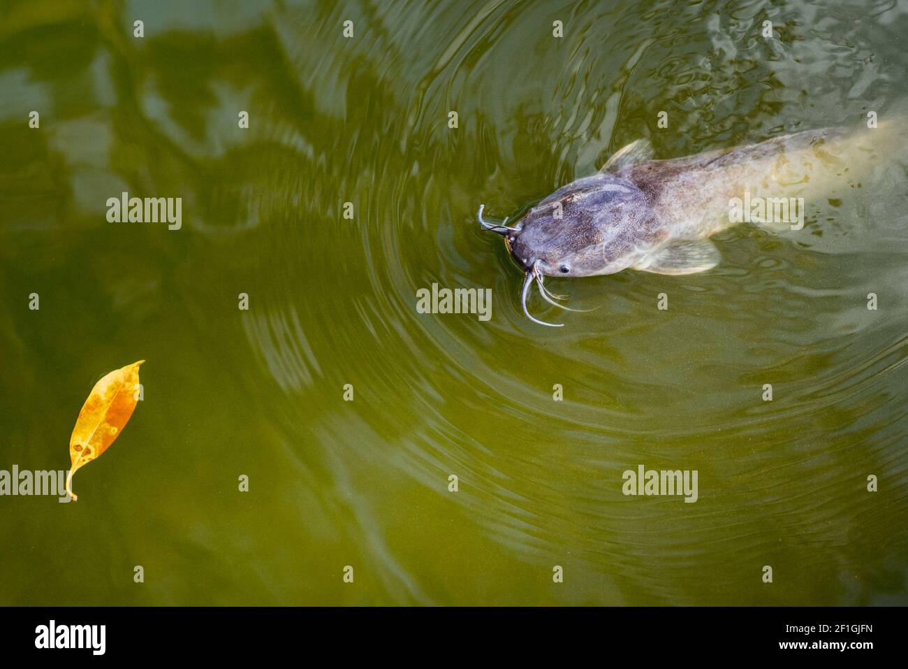 Catfish emerges out of the pond water and stares towards a yellow leaf. Clarias genus. A temple pond of Wat Phai Lom, Trat, Thailand. Stock Photo
