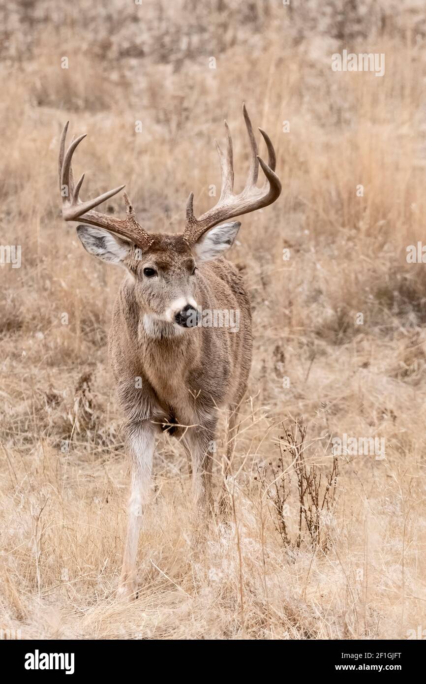 Deer; Whitetail Deer; Wildlife; Mammals; Montana Stock Photo Alamy