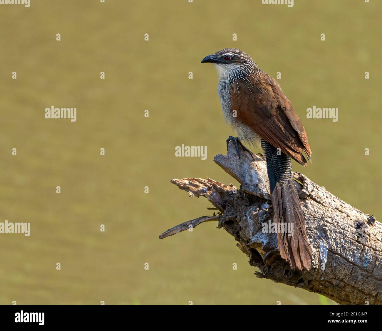 White-browed Coucal (Centropus superclious) or Lark-heeled cuckoo perched on a limb over water Stock Photo
