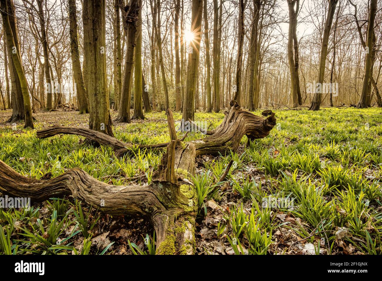 Forest with an old tree trunk and growing bluebell plants around it, Chiltern Hills, Buckinghamshire, England Stock Photo
