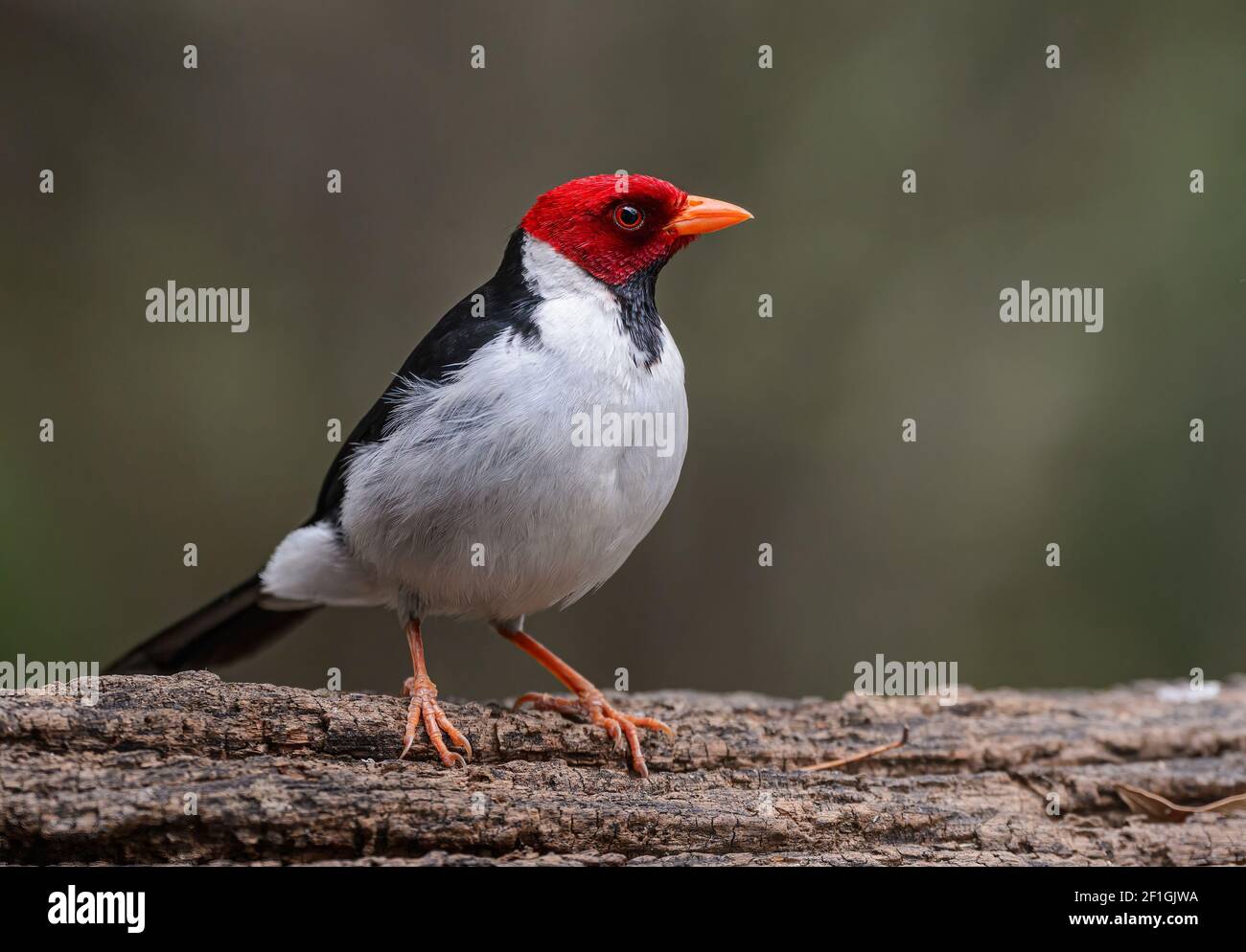 Red-capped Cardinal (Paroaria gularis) perched on log with soft green background Stock Photo