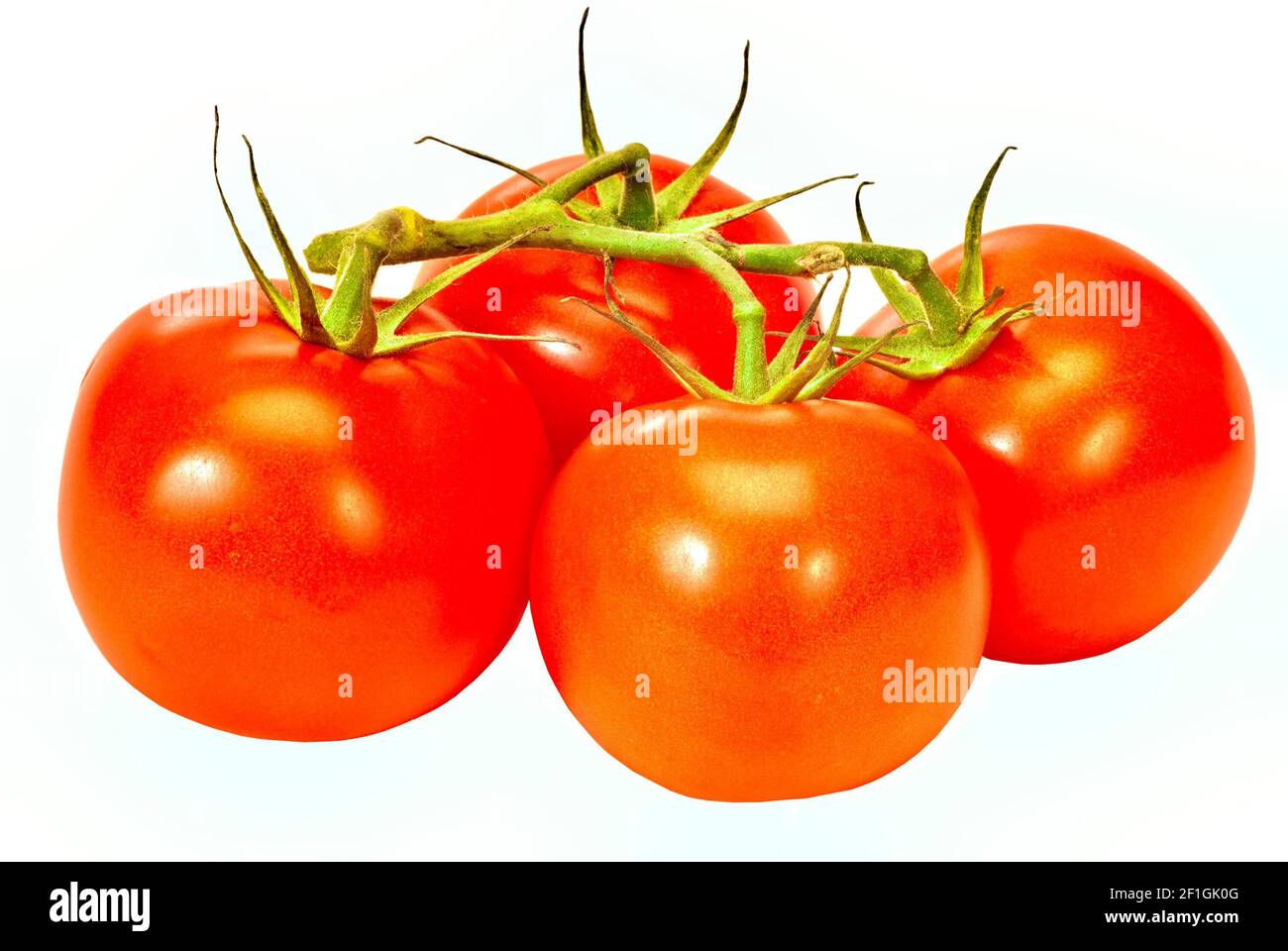 Horizontal shot of four red ripe tomatoes on the vine on a white ...