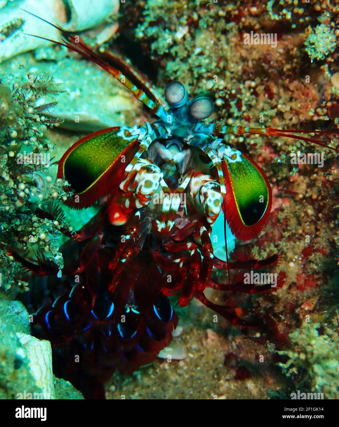 Brightly coloured crustacean on the reefs on Tofo, Mozambique Stock Photo