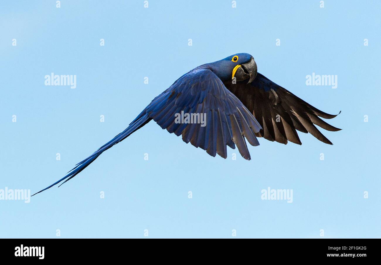 Hyacinth Macaw ( Anodorhynchus hyacinthinus) in flight against a blue sky Stock Photo