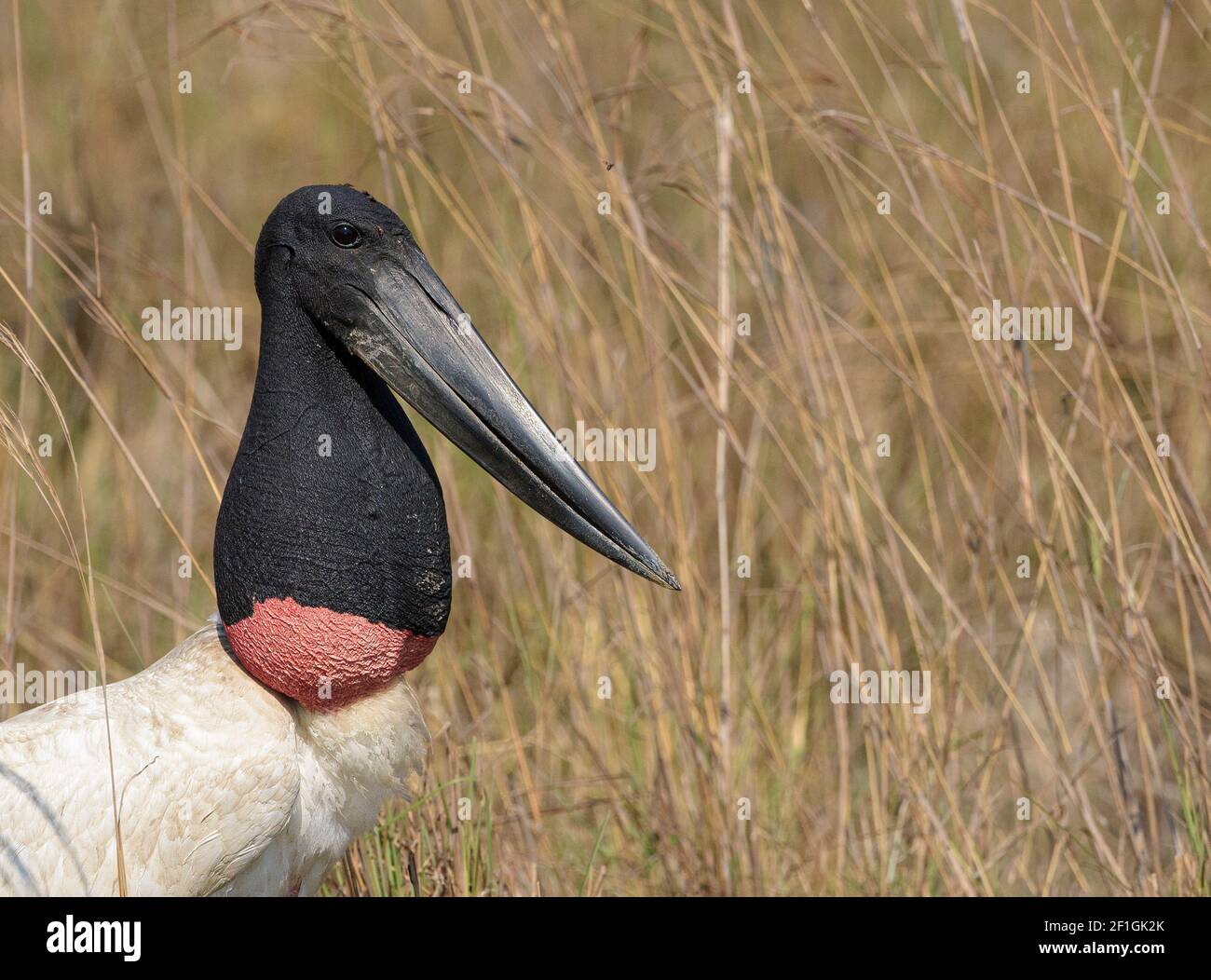 Portrait of a Jabiru (Jabiru mycteria) Stork in the Pantanal in Brazil Stock Photo