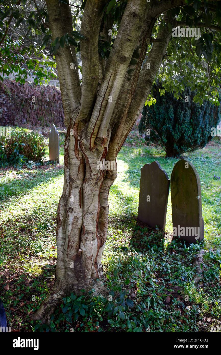 Dolvin Road cemetery in Tavistock, Devon. Stock Photo