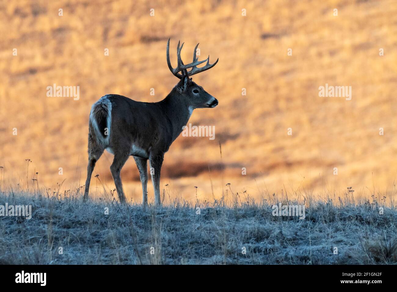 Deer; Whitetail Deer; Wildlife; Mammals; Montana Stock Photo Alamy