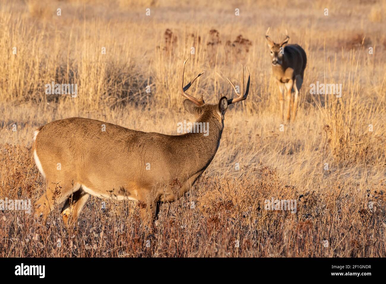 Deer; Whitetail Deer; Wildlife; Mammals; Montana Stock Photo Alamy