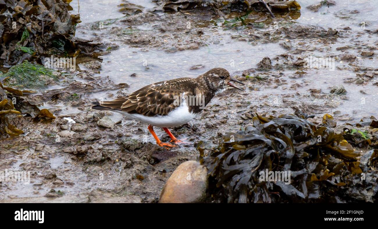 Turnstone Arenaria interpres in adult plummage foraging on the foreshore Stock Photo