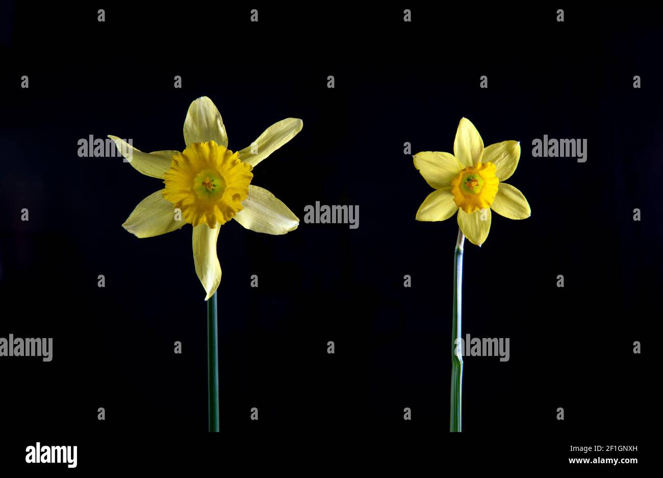 Daffodils on a dark background Stock Photo
