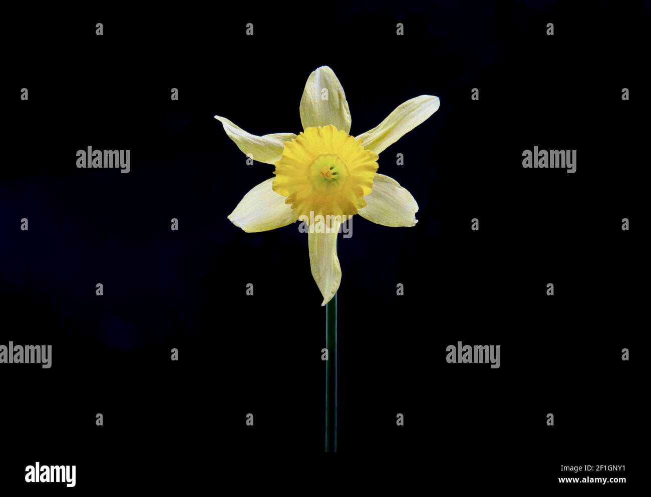 Gentle daffodil on a dark background Stock Photo