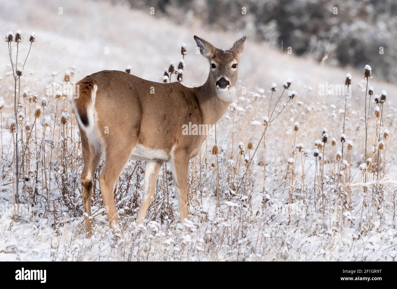 Deer; Whitetail Deer; Wildlife; Mammals; Montana Stock Photo Alamy