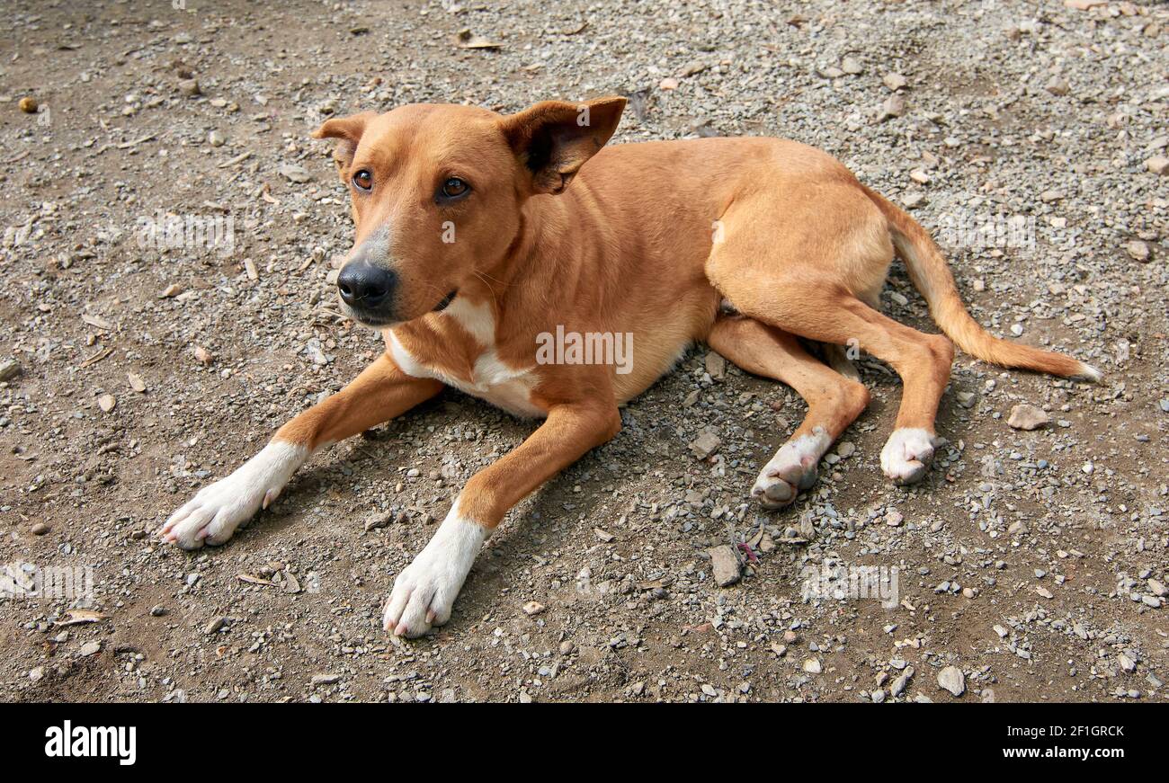 A closeup shot of a cute domestic dog lying on the ground Stock Photo ...