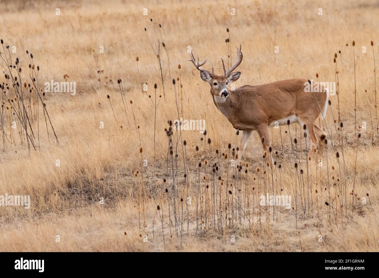 Deer; Whitetail Deer; Wildlife; Mammals; Montana Stock Photo Alamy