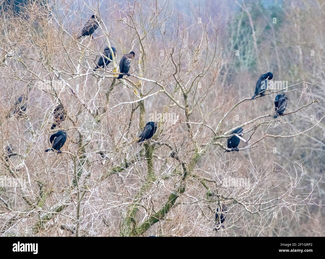 Cormorants (Phalacrocorax carbo) roosting in a tree at Linlithgow Loch, West Lothian, Scotland. Stock Photo