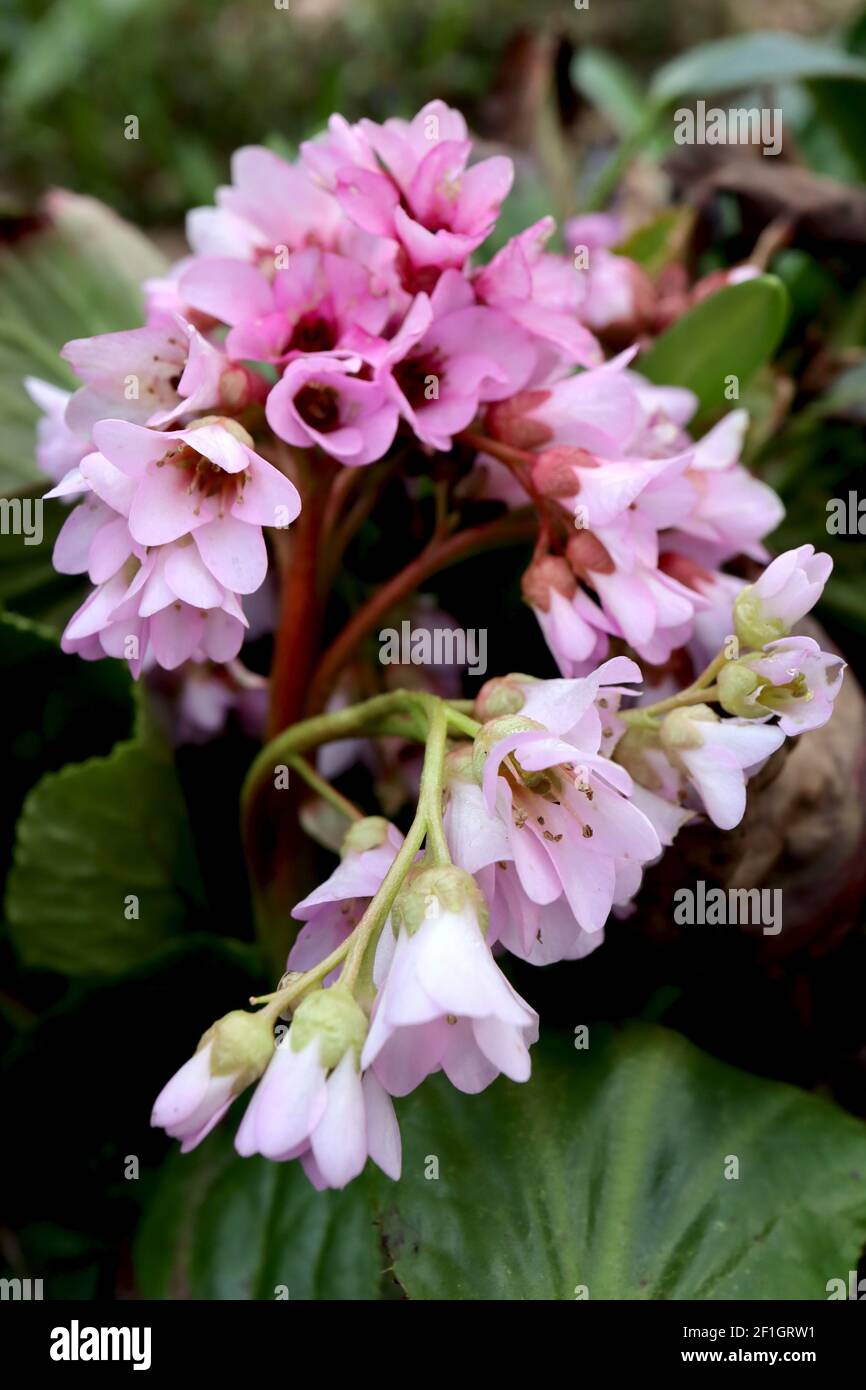 Bergenia ‘Baby Doll’ Elephant’s ears Baby Doll – cluster of pale pink bell-shaped flowers on thick red stem,  March, England, UK Stock Photo