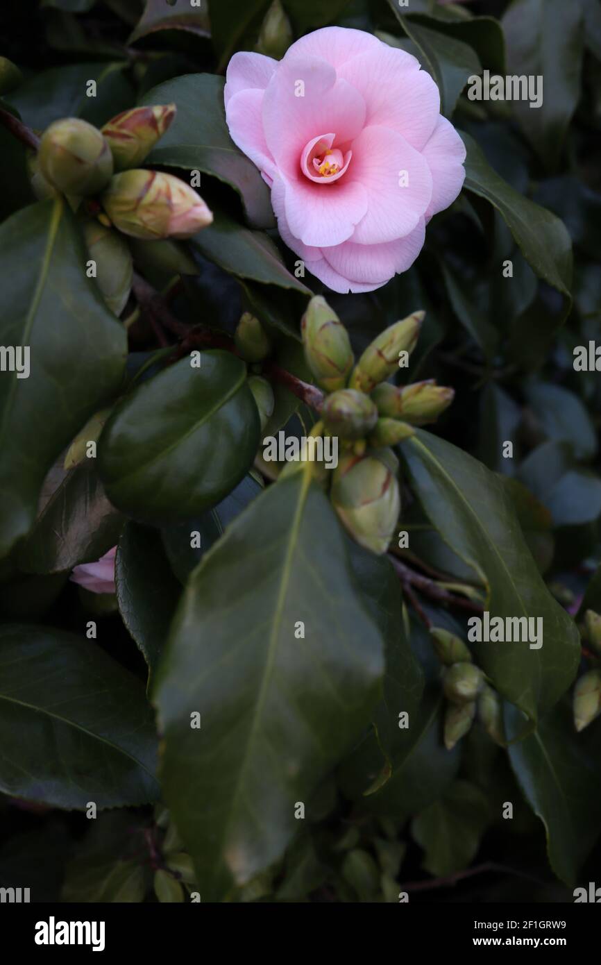 Camellia sasanqua ‘Peach Blossom’ Camellia sasanqua Peach Blossom