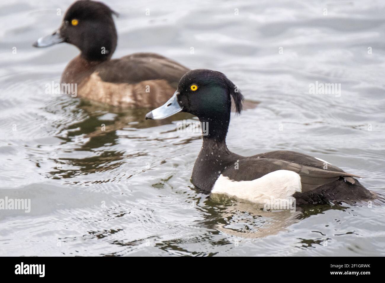 Male and female Tufted Duck (Aythya fuligula) on Linlithgow Loch, West Lothian, Scotland. Stock Photo