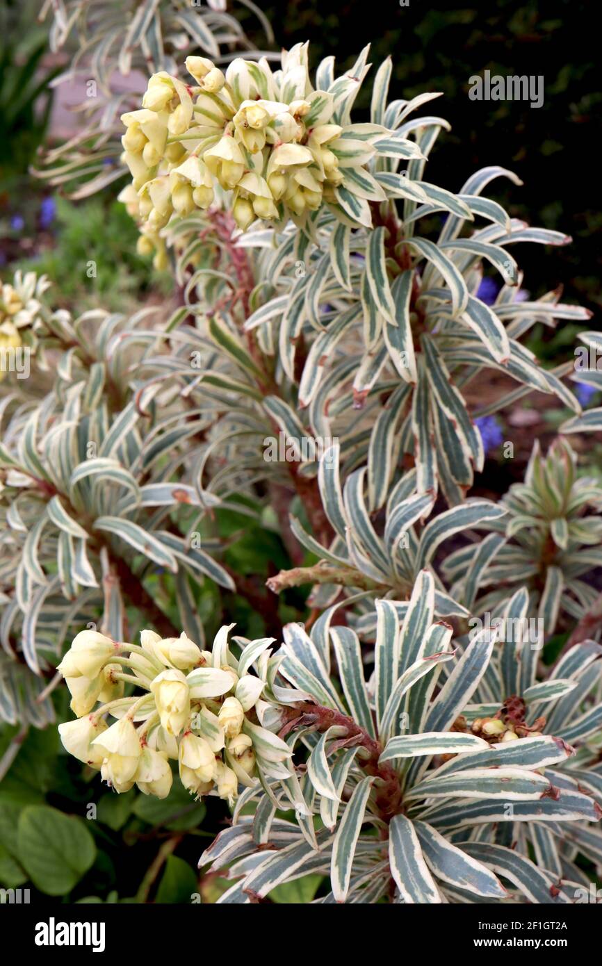 Creamy yellow flowers hi-res stock photography and images - Alamy