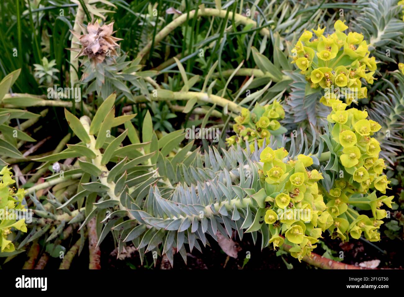 Euphorbia myrsinites Myrtle spurge – blue green spirally arranged leaves and lime green flower clusters, March, England, UK Stock Photo