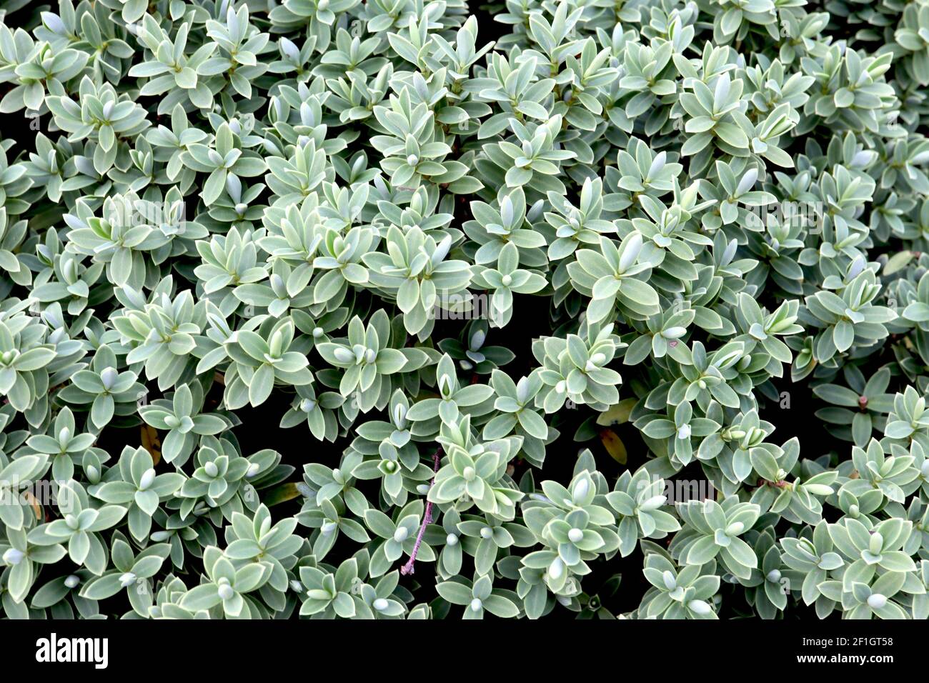 Hebe pinguifolia Sutherlandii dwarf Hebe Sutherlandii – small grey green leaves in stacked leaf whorls,  March, England, UK Stock Photo