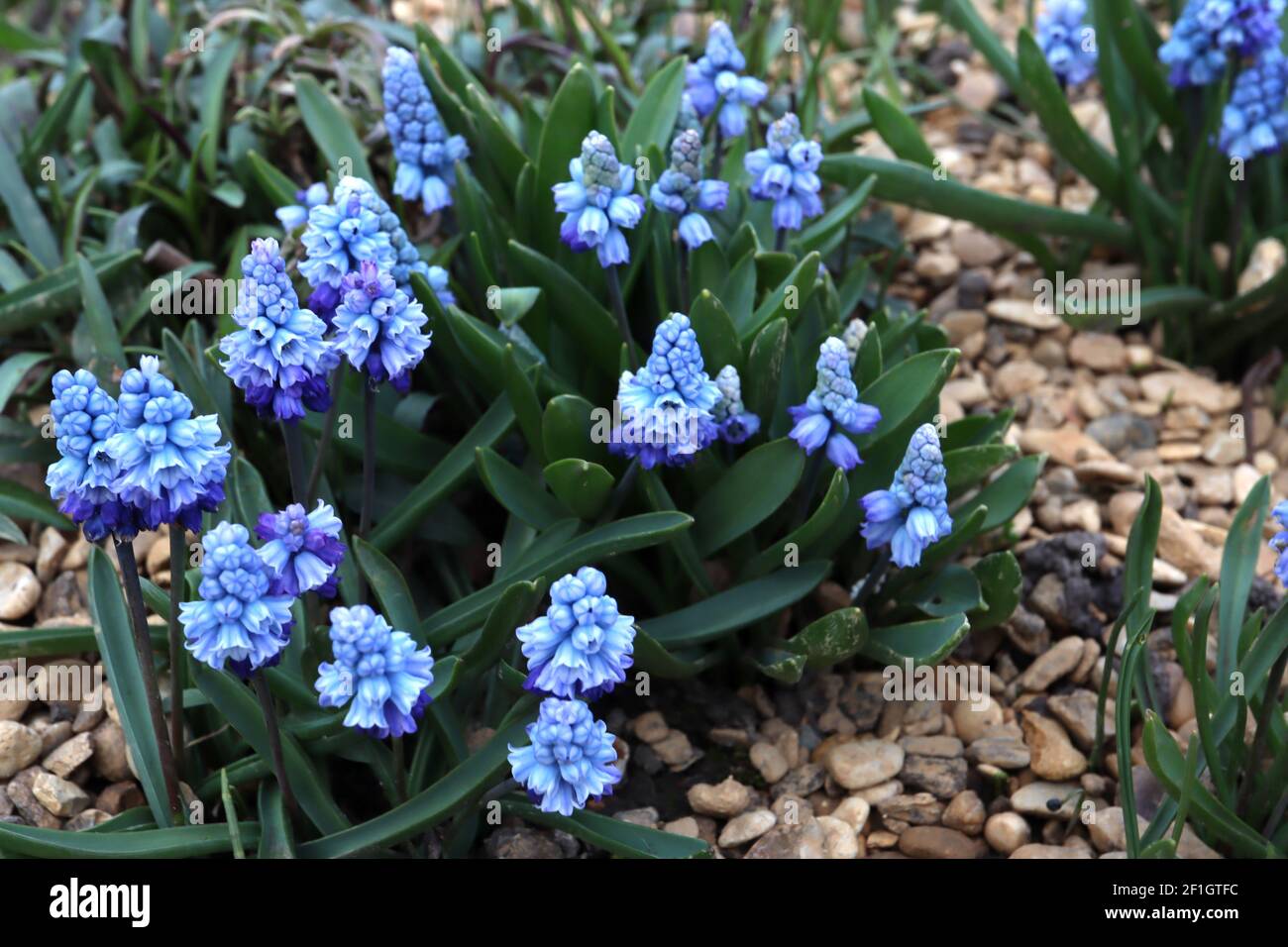 Muscari azureum azure grape hyacinth - tiny urn-shaped pale blue flowers with blue stripes,  March, England, UK Stock Photo