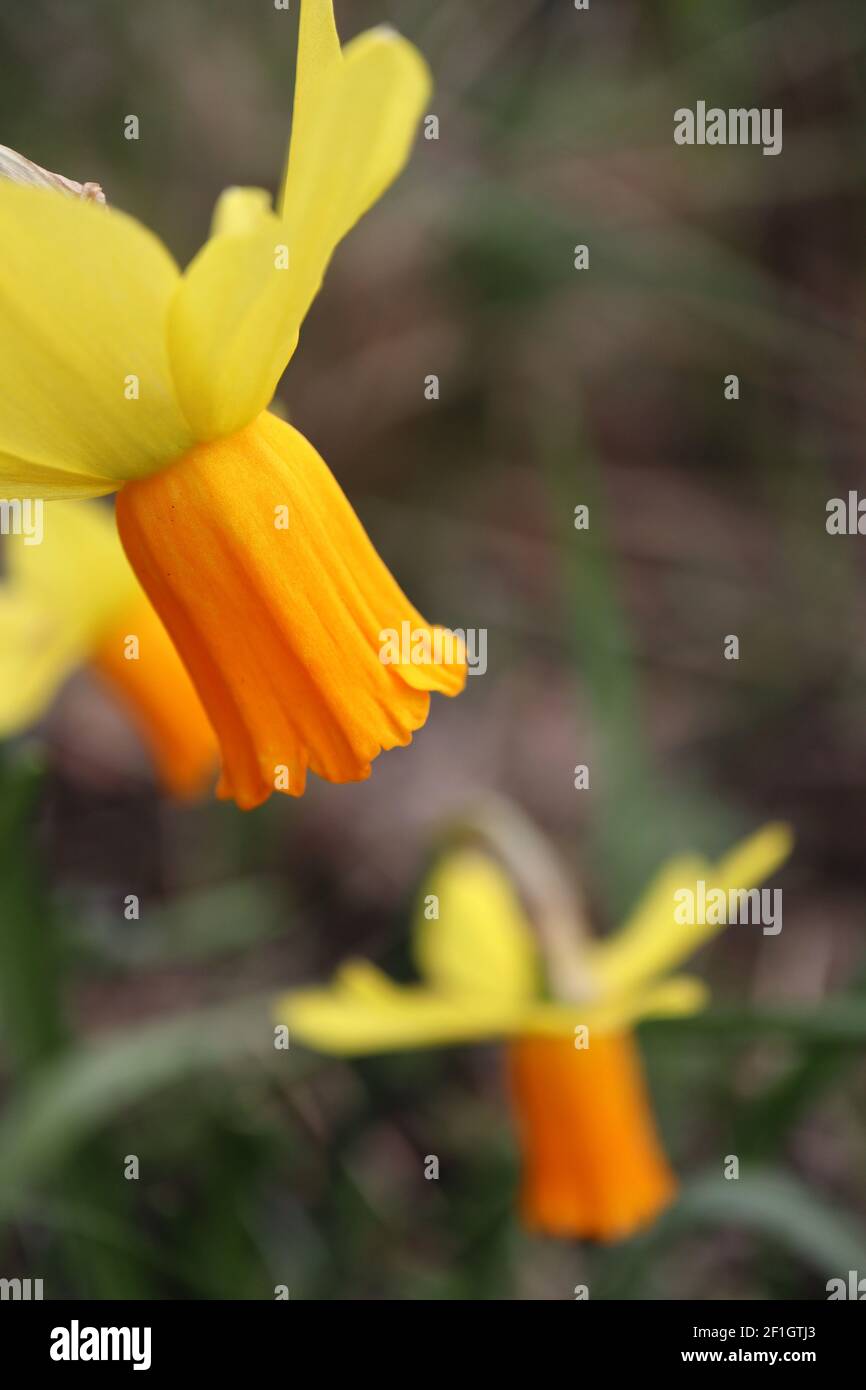 Narcissus ‘Jetfire’ / Daffodil Jetfire  Division 6 Cyclamineus Daffodils Miniature yellow daffodils with orange trumpets,  March, England, UK Stock Photo