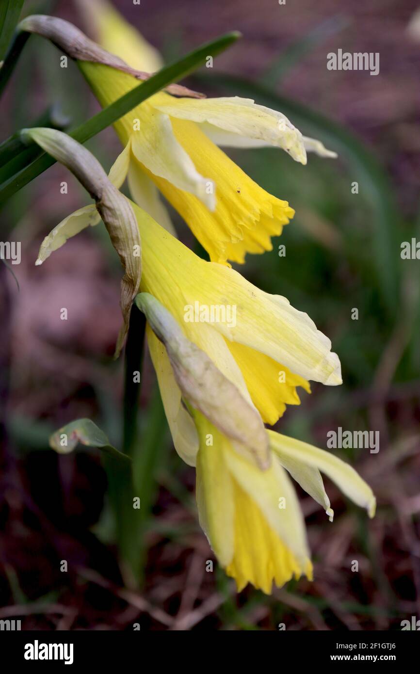 Narcissus pseudonarcissus ‘Lobularis’  Division 13 Botanical Name wild Daffodil – flared white tepals and stout golden yellow trumpet,  March, England Stock Photo