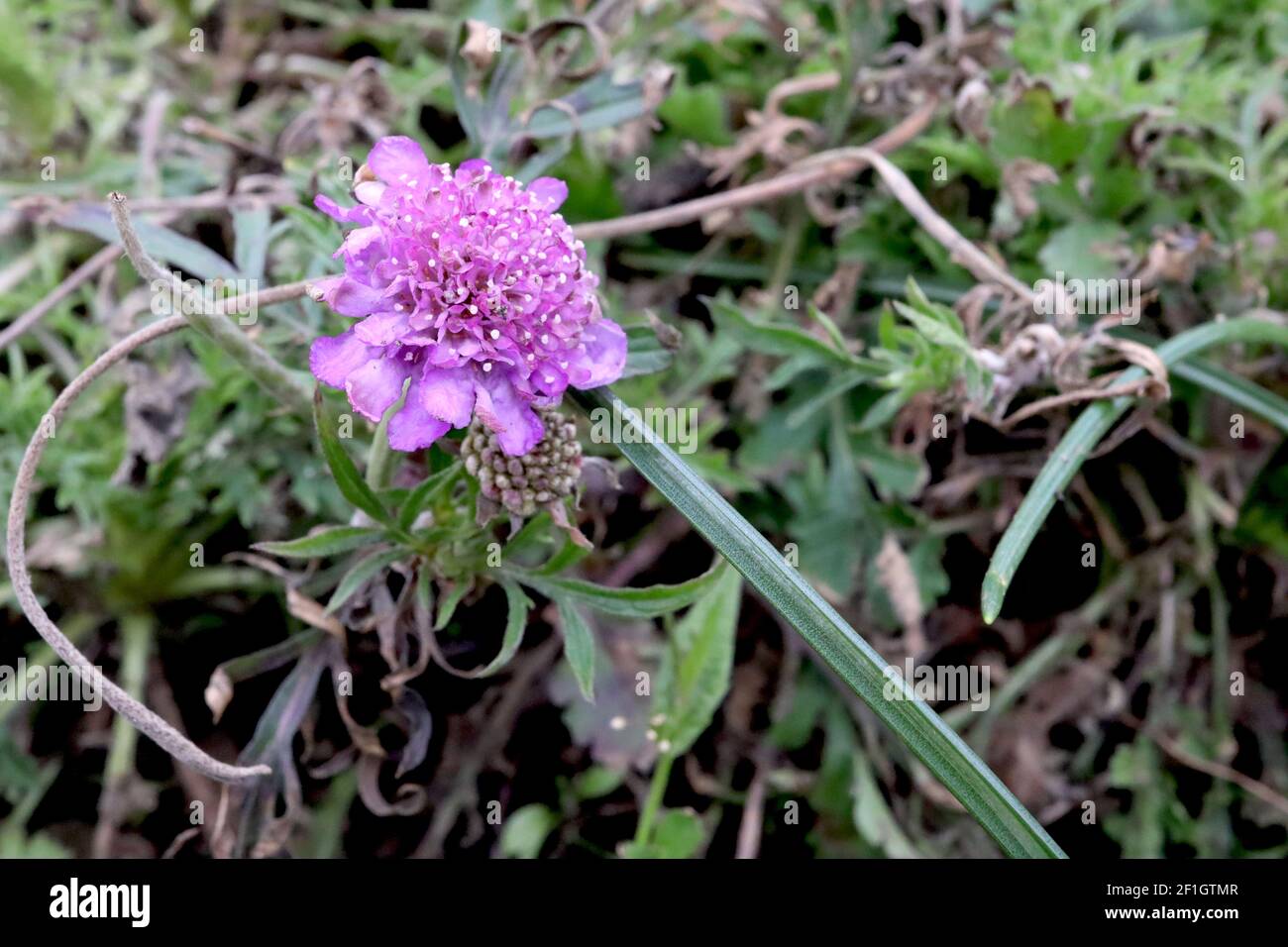 Scabiosa columbaria ‘Pink Mist’ Scabious Pink Mist – pink pincushion flower with bending stem, March, England, UK Stock Photo