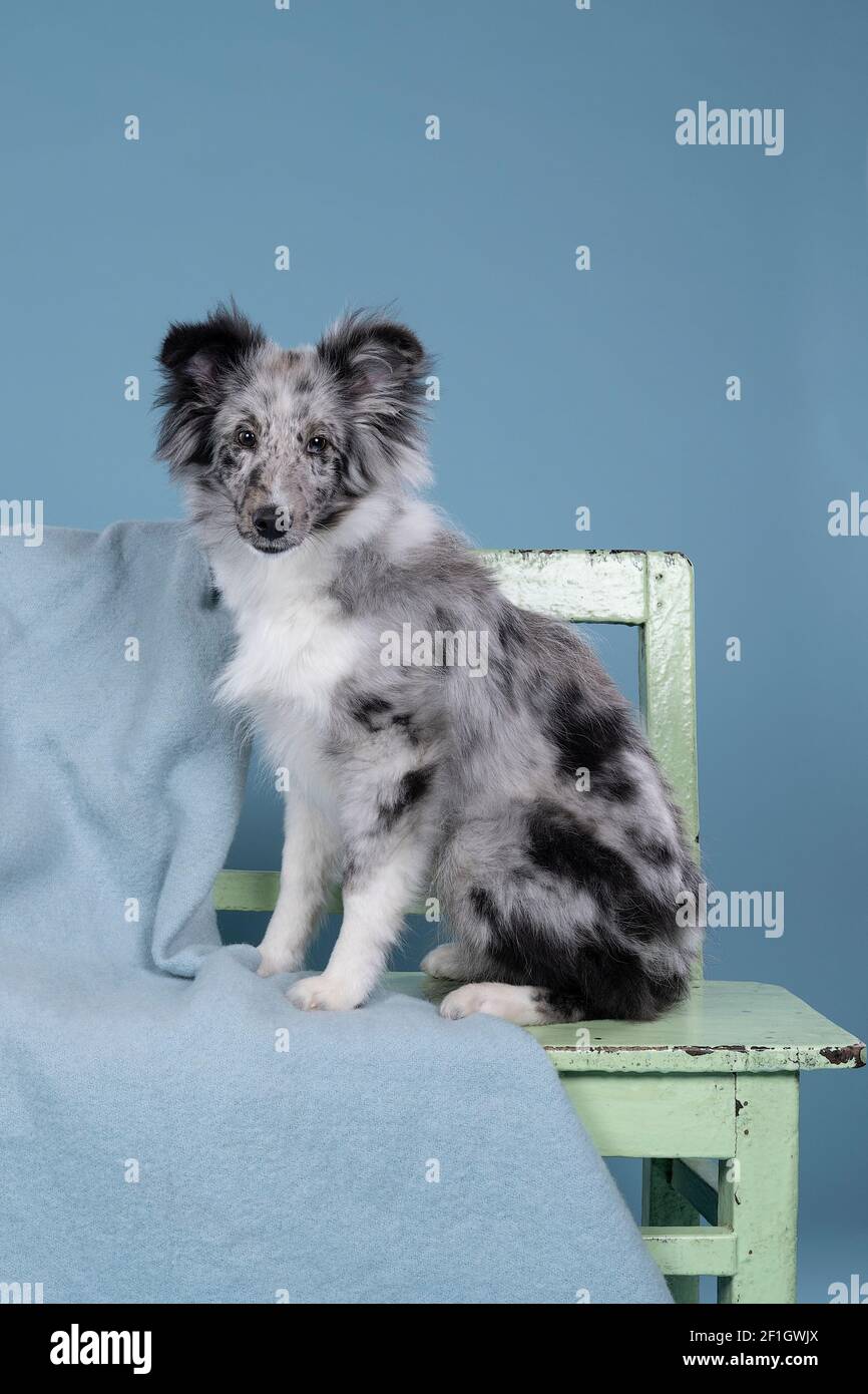 Bi blue sheltie best sale puppy