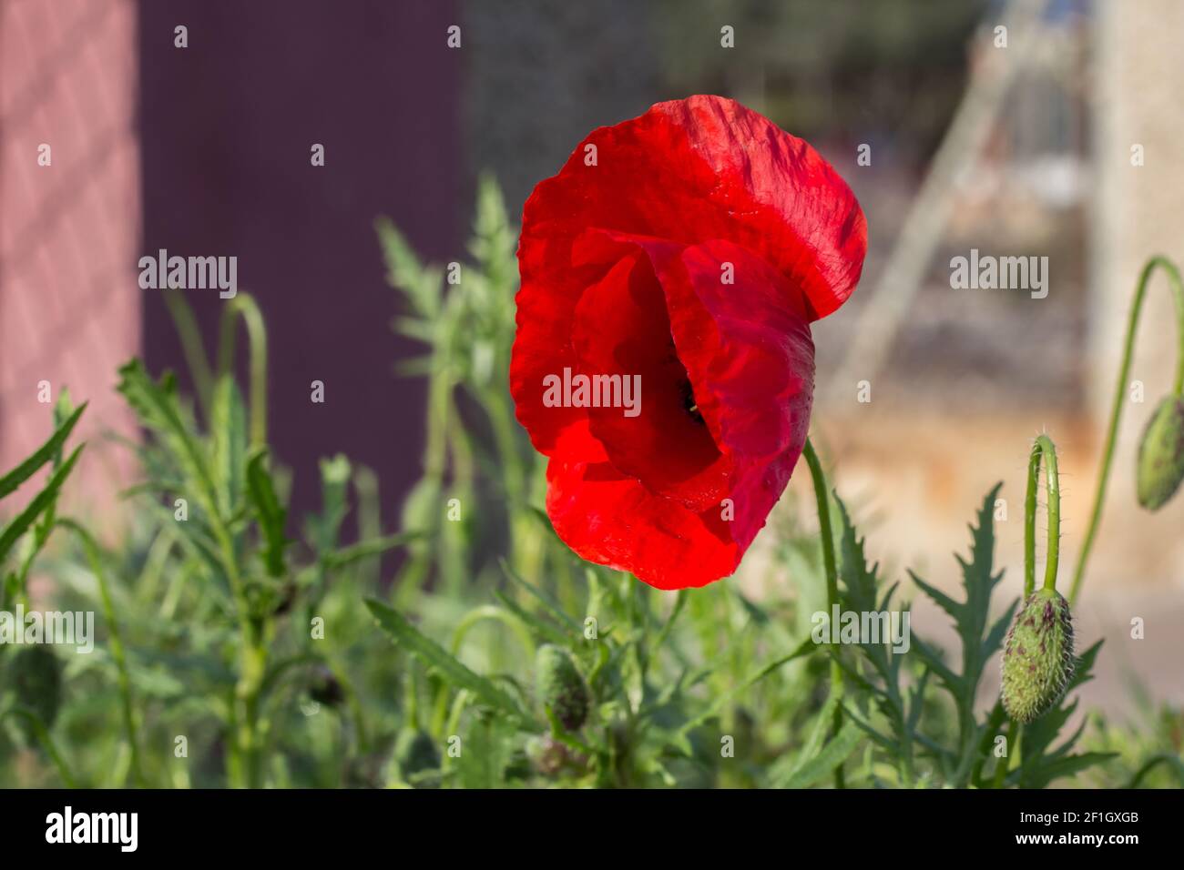 A beautiful view of a red and black poppy flower growing in the street on a blurry background Stock Photo