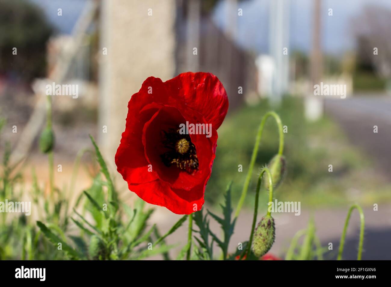 A beautiful view of a red and black poppy flower growing in the street on a blurry background Stock Photo