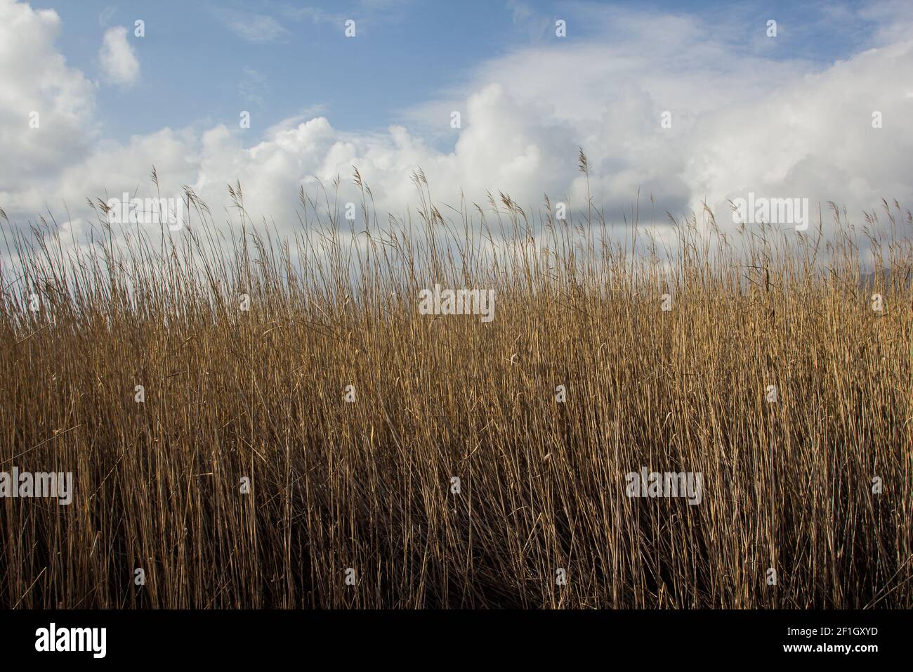 Weltland Reeds A beautiful view of the field and the reeds in a wetland on rainy day ...