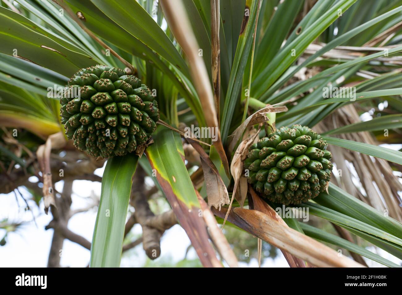 La reunion island mountains hi-res stock photography and images - Alamy