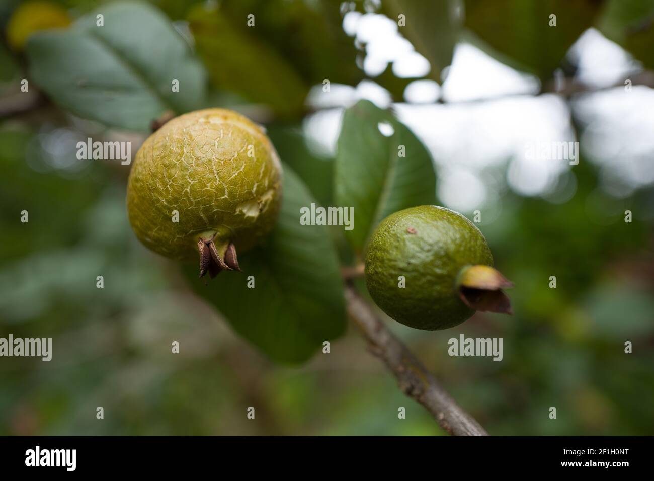 Passion fruit tree - Travelling on La Réunion Island Stock Photo