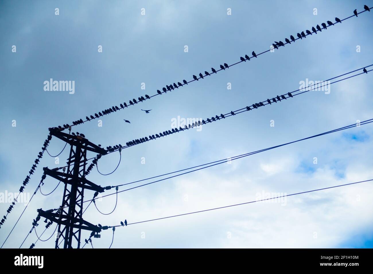 Black birds on electric wires in a cloudy day Stock Photo