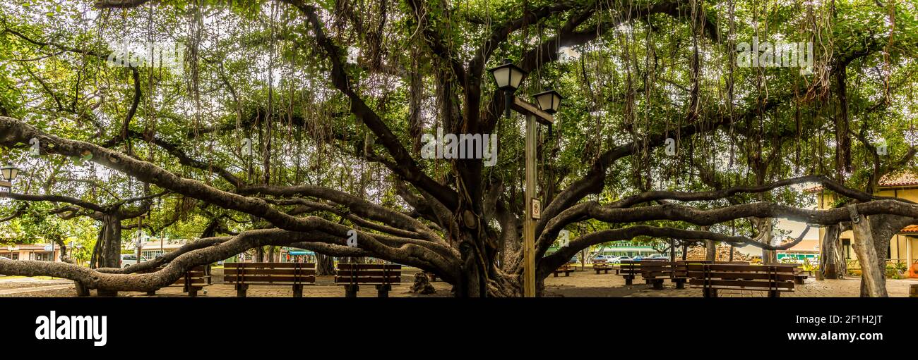 The Banyan Tree in The Courthouse Square is The Largest Tree in The United States, Lahaina, Maui, Hawaii, USA Stock Photo