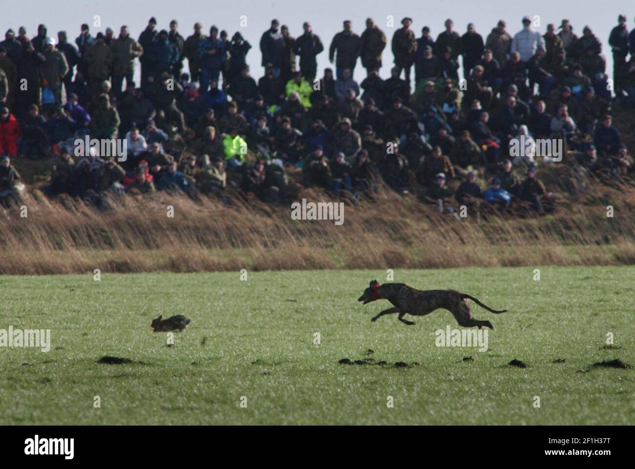 hare coursing at great altcar.26/2/02 pilston Stock Photo