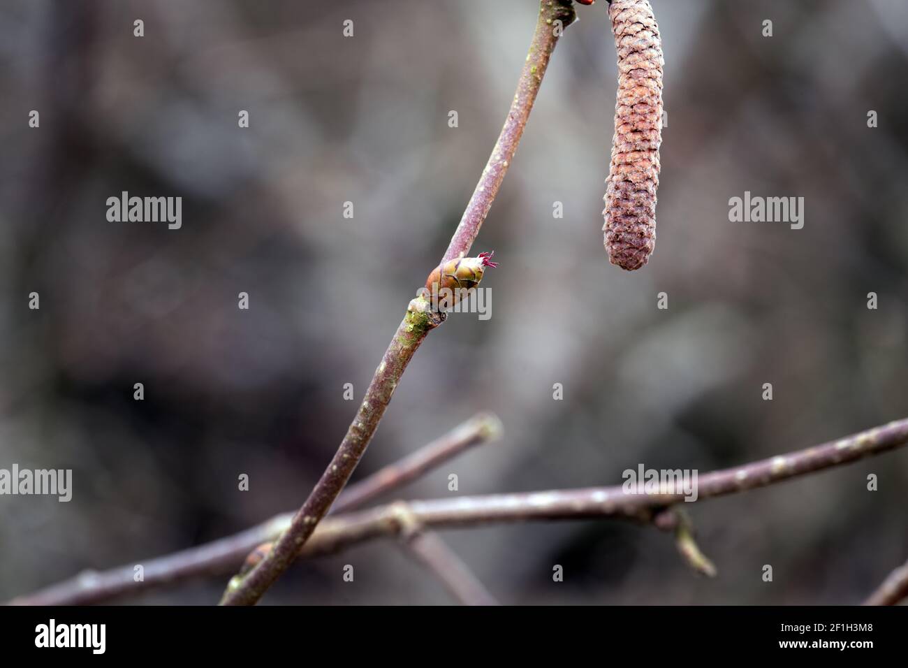 Male and female flowers of hazelnut in the garden in winter, macro photography Stock Photo