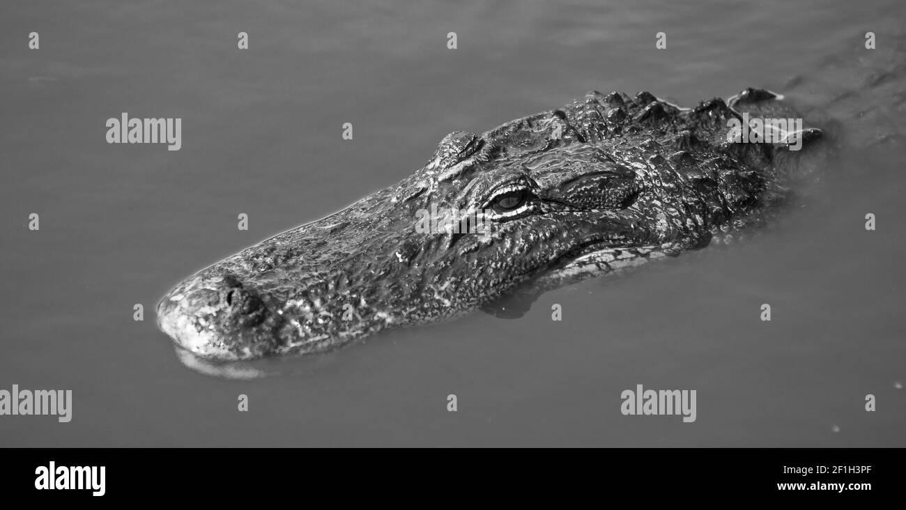 Swamp Alligator Treading Water Southern Animal Wildlife Stock Photo