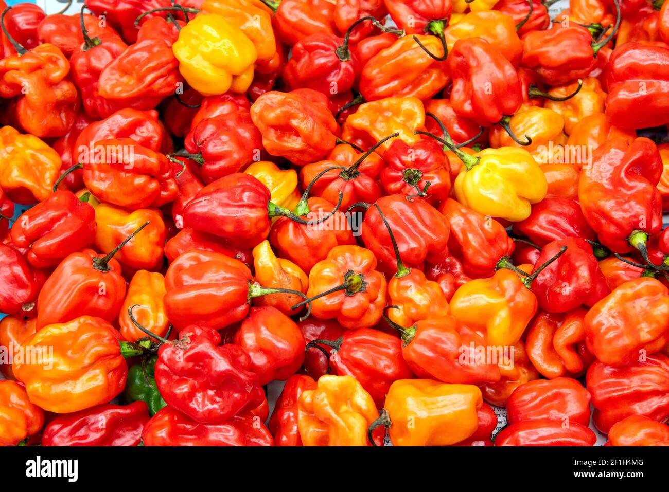 Fresh yellow, orange and red mini bell peppers for sale at a market Stock Photo