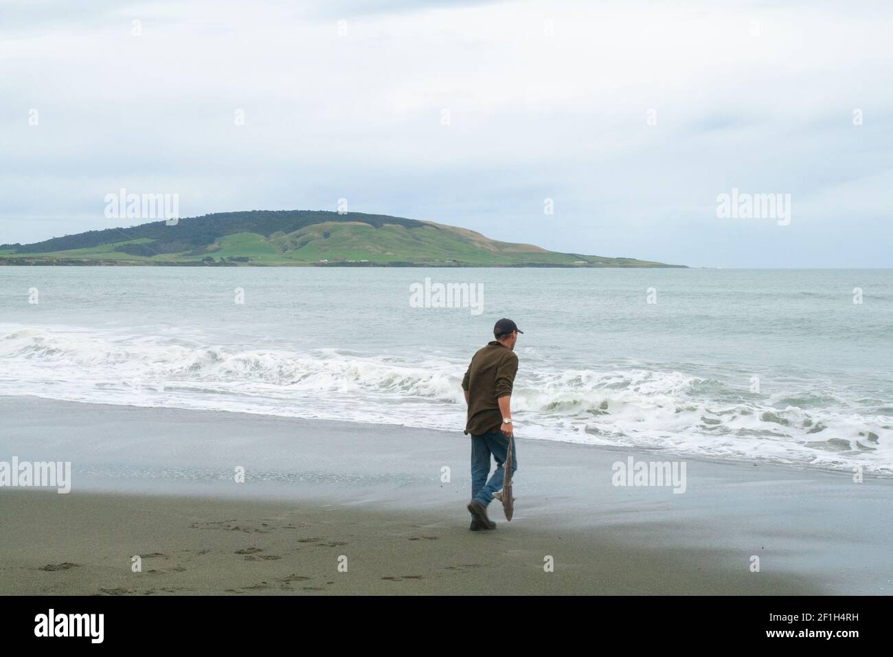 Fisherman with shark fish getting to throw it back to the ocean, Gemstone beach of the Southern Pacific Ocean, Te Waewae Bay with view of Pahia hill Stock Photo