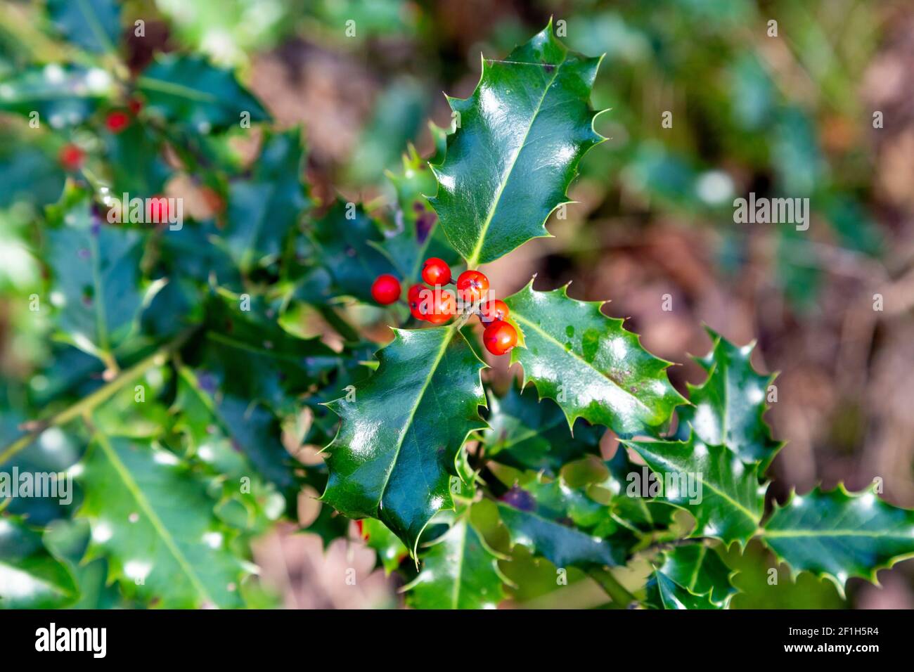 Holly plant (Ilex) with glossy green leaves with spikes and red fruit Stock Photo