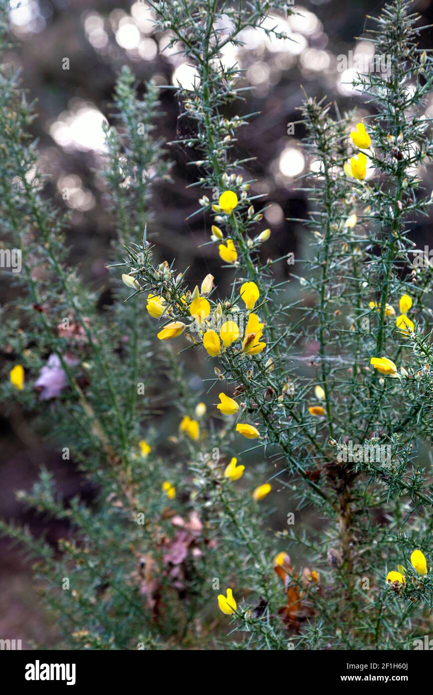 Gorse (Ulex europaeus) plant with spiky leaves and small yellow flowers in Maulden Wood, Bedfordshire, UK Stock Photo