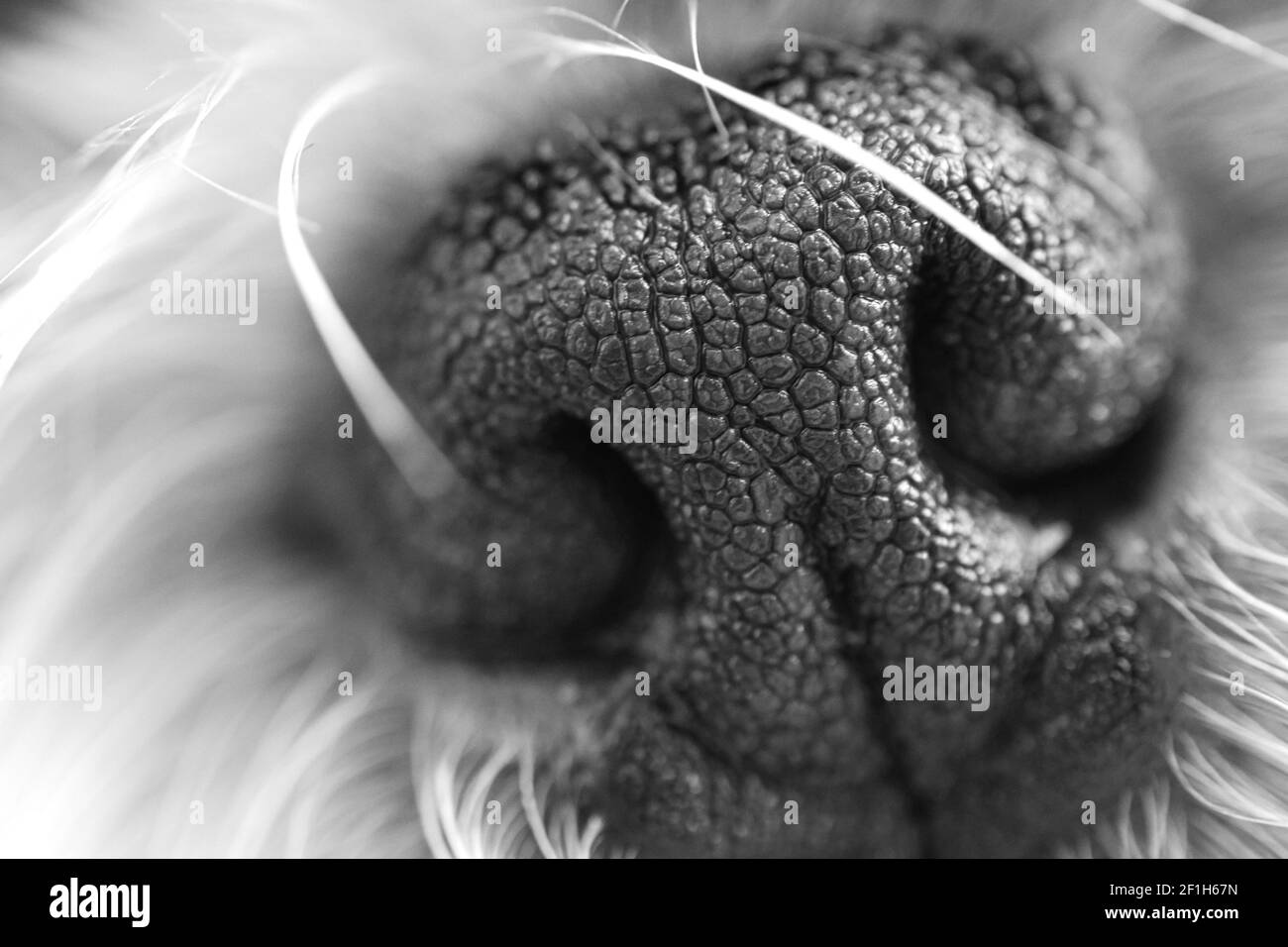 A grayscale shot of a dog nose on a blurred background Stock Photo Alamy