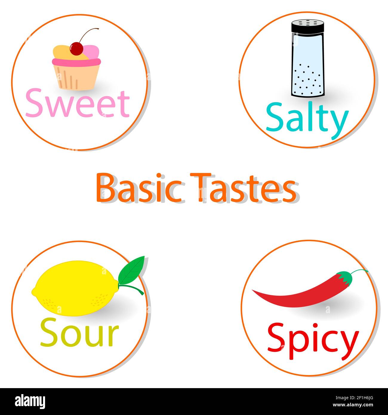 Basic tastes. Vector illustration, infographics. Stock Photo