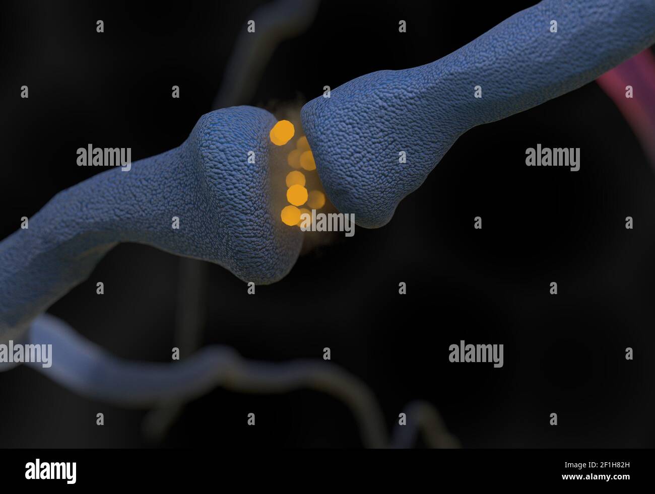 Neurotransmitter synapse and neuron cells sending electrical signals 3d illustration Stock Photo