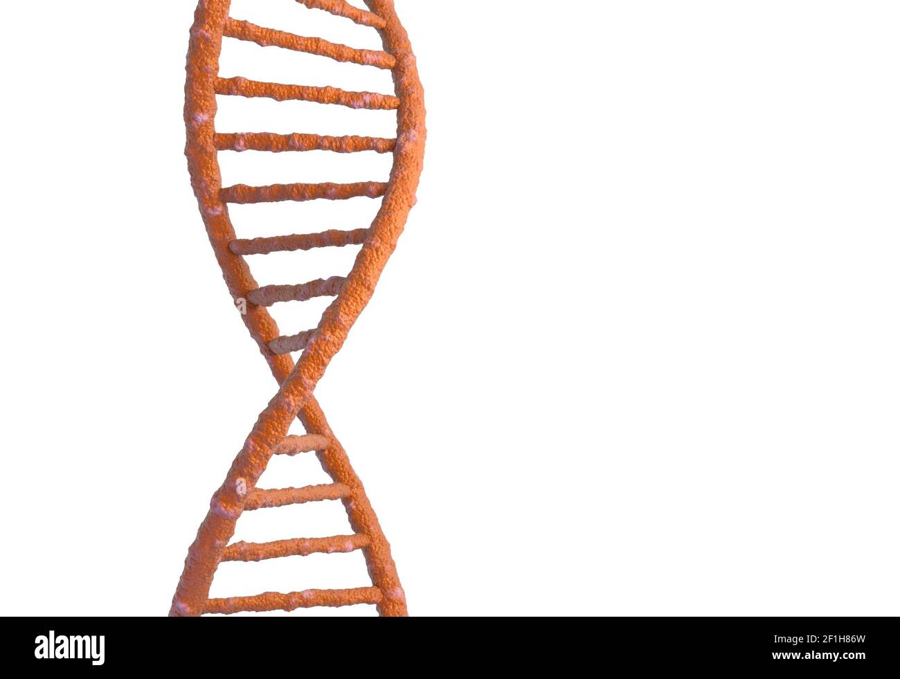 DNA molecule structure isolated in white. 3d illustration Stock Photo