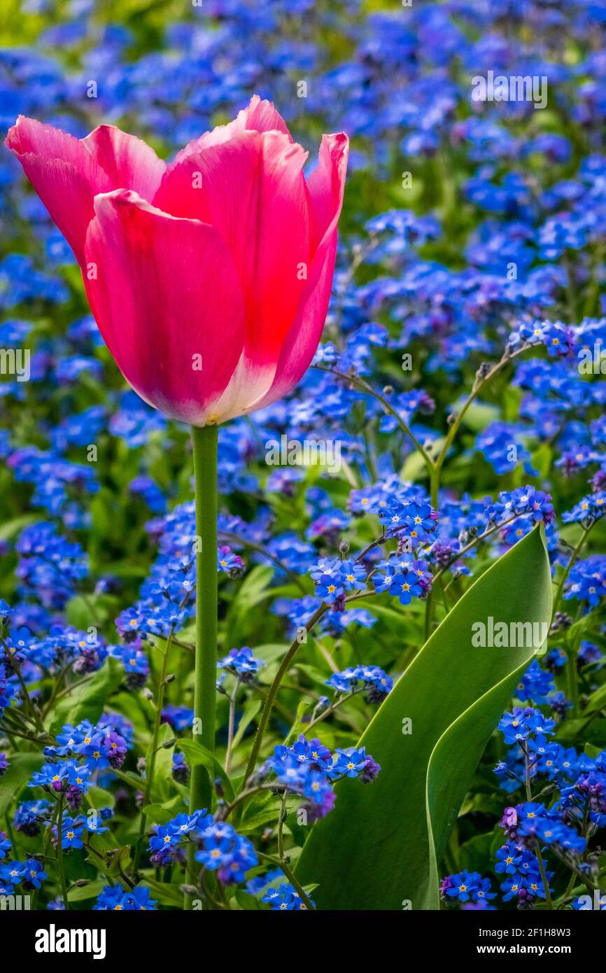 Tulip among lue Stock Photo Alamy