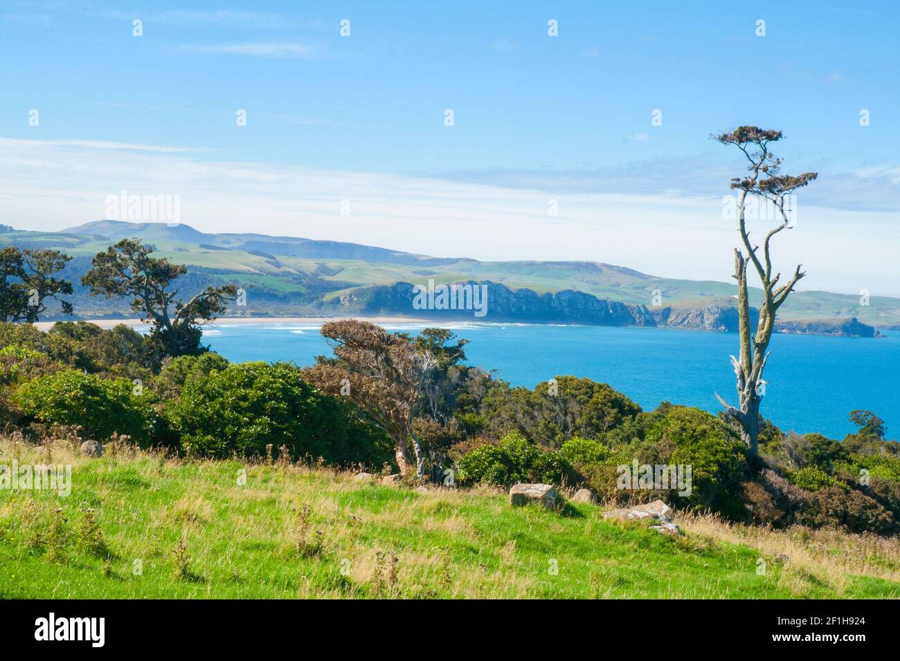 Landscape with native New Zealand trees like Totara, Matai and The Silver Beech on the hills of Tahakopa Bay, Papatowai Stock Photo